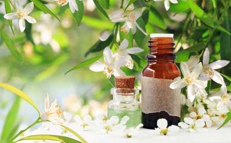 Эфирное масло нероли: чем оно может быть полезным?