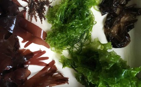 Польза и достоинства микронизированных водорослей