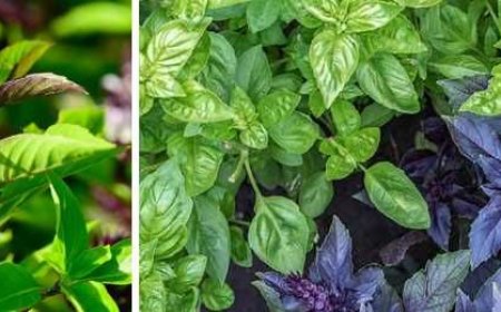 Полезные свойства базилика