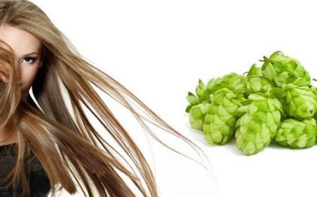 Шишки хмеля для здоровой кожи и волос