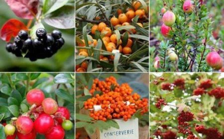 Калейдоскоп осенней домашней косметики для лица. Облепиха, клюква, рябина, калина