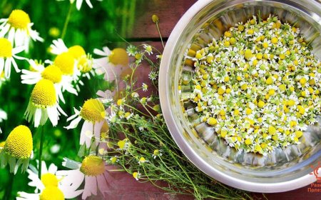 Обыкновенная ромашка на страже нашей красоты и здоровья