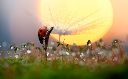 Видеть красоту в мелочах: искусство жить в моменте