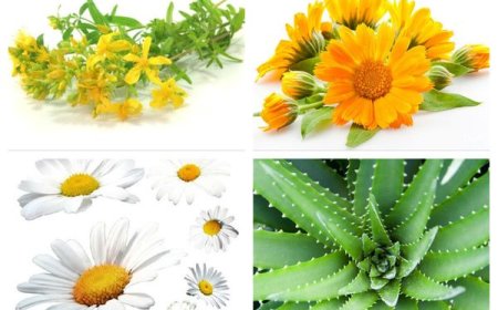 Растения-доктора: Цветы, которые лечат кожу от высыпаний