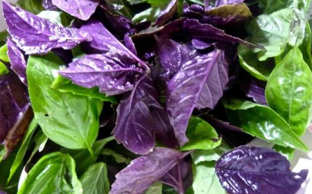 Базилик и его лекарственные особенности