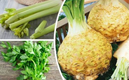 Корень сельдерея: польза и применение