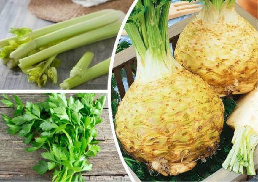 Корень сельдерея: польза и применение