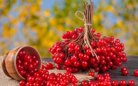 Свойства ягод калины, которые избавят от болезней и поднимут иммунитет